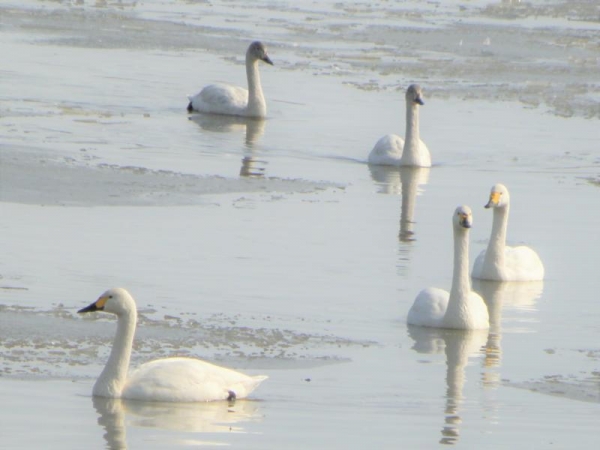 湖北　琵琶湖近くの池で泳いでる白鳥さん　奥の2羽は幼鳥？　2016年
