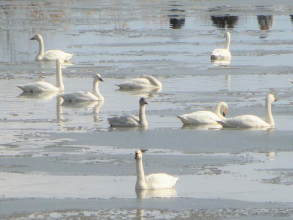 湖北　琵琶湖近くの池で泳いでる白鳥さん　真ん中は幼鳥？　2016年