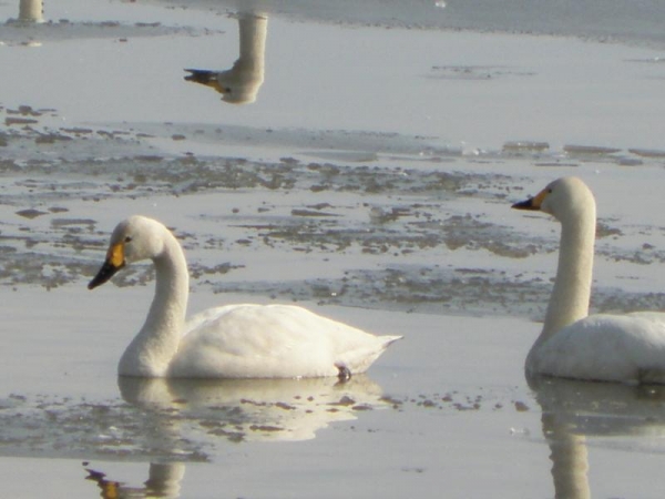 湖北　琵琶湖近くの池で泳いでる白鳥さん　周りの池は氷がある　2016年