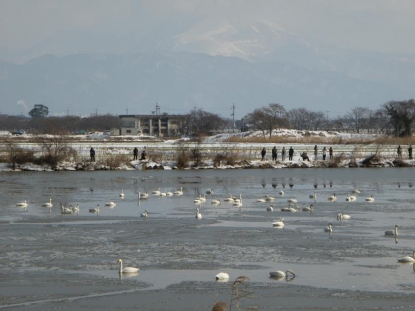 湖北　琵琶湖近くの池　たくさん白鳥さんいる　2016年
