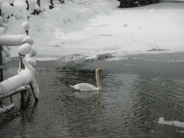 2016年2月　飛騨の里の池で泳ぐ白鳥さん