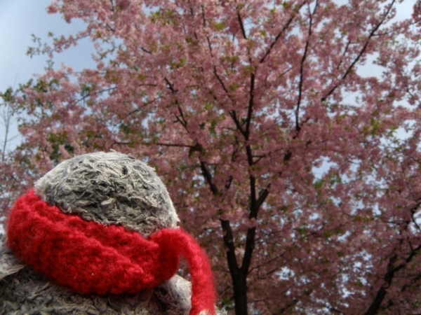 尾鷲神社　河津桜が咲いてた～　2019年2月末