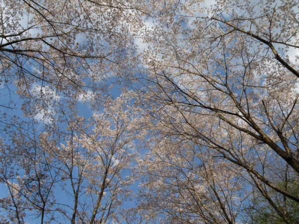 ソメイヨシノの木を下から見上げる…