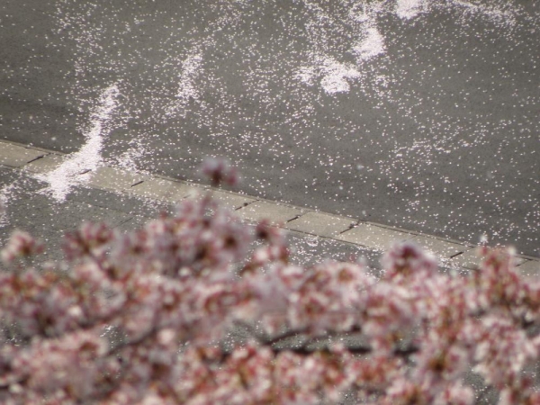 駐車場に桜の花びらいっぱい落ちてる