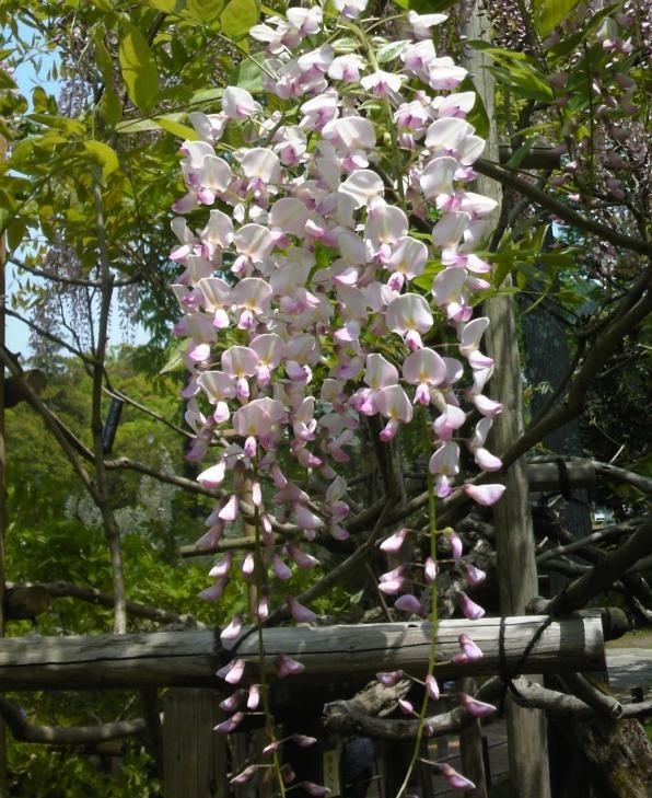 春日大社神苑 萬葉植物園　ピンクっぽい藤　2011年