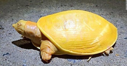 黄色い亀