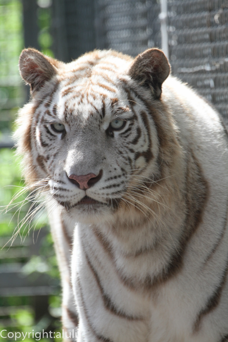 ホワイトタイガー6 - 動物園へ写真の旅