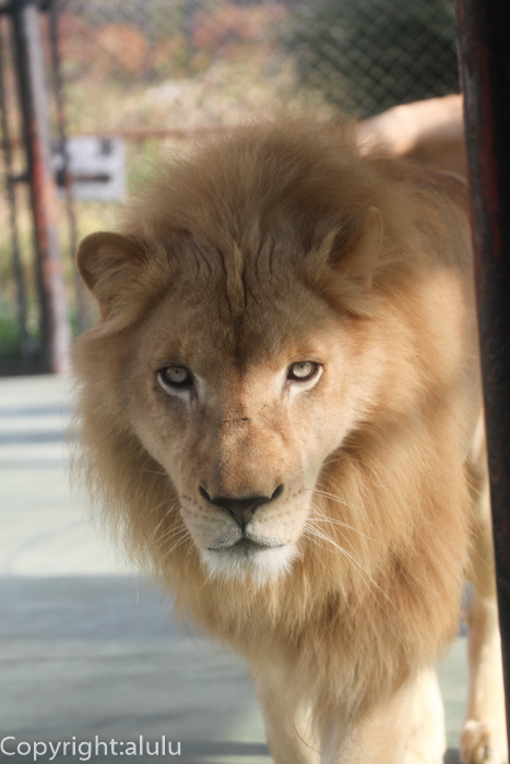 ホワイトライオン　動物園へ写真の旅