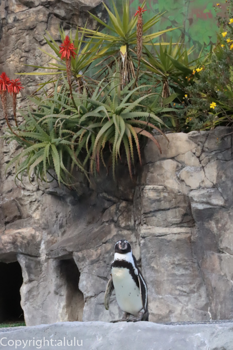 日本平動物園　フンボルトペンギン
